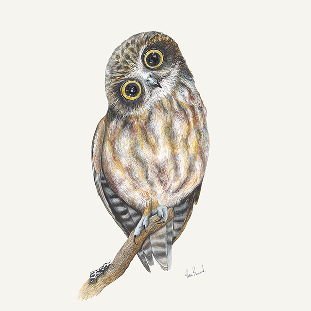 Southern Boobook Owl